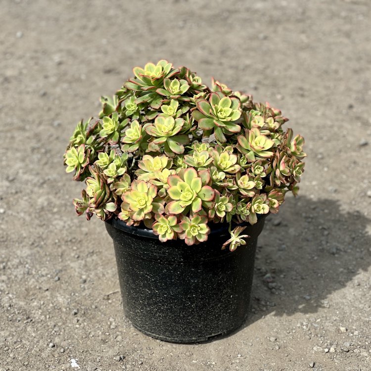 Aeónium (Aeonium haworthii) ´KIWI´ - výška 30-40 cm, Ø 40-50 cm, kont. C15L